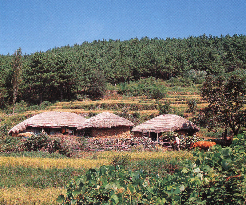 [Scenes of Korea] Korean Cow; DISPLAY FULL IMAGE.