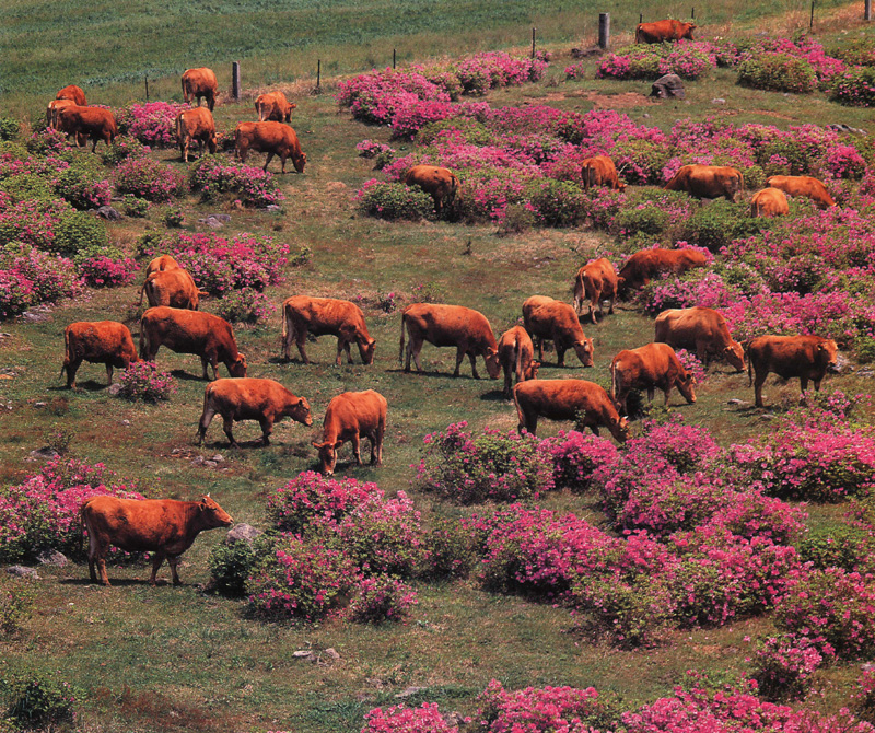 [Scenes of Korea] Korean Cattle; DISPLAY FULL IMAGE.