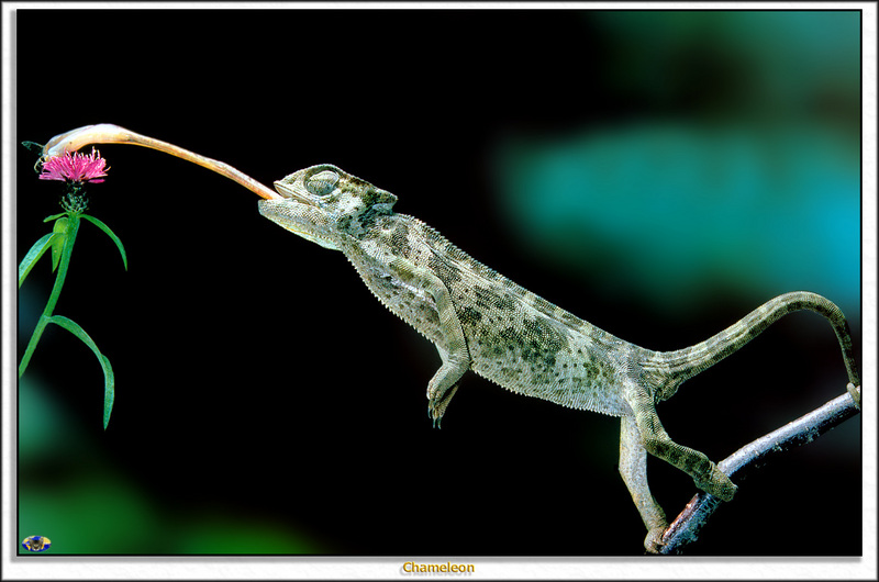 [Minnie Visions SWD] Chameleon; DISPLAY FULL IMAGE.