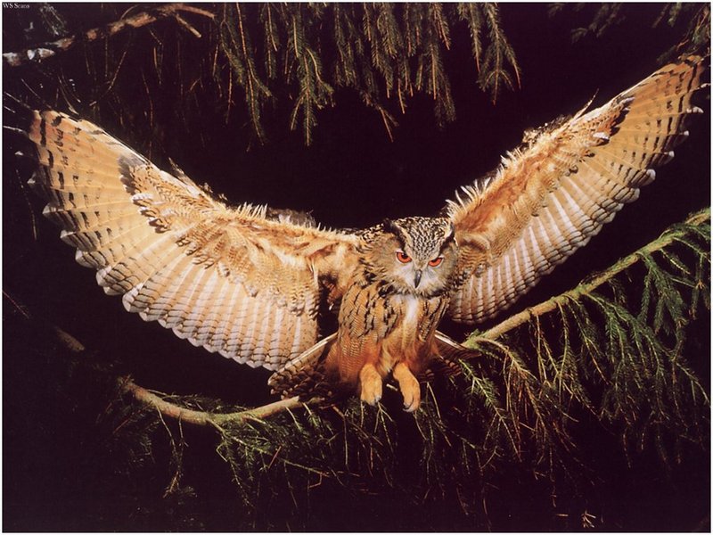 [WillyStoner Scans - Wildlife] Screech Owl; DISPLAY FULL IMAGE.