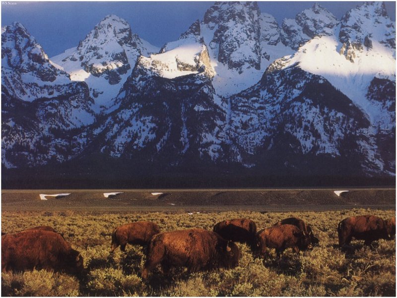 [WillyStoner Scans - Wildlife] American Bison herd; DISPLAY FULL IMAGE.