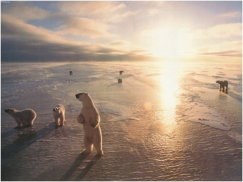 [WillyStoner Scans - Wildlife] Polar Bears in a group; DISPLAY FULL IMAGE.