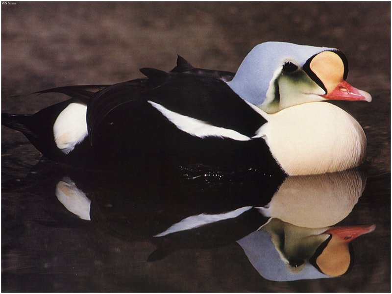 [WillyStoner Scans - Wildlife] King Eider Duck; DISPLAY FULL IMAGE.