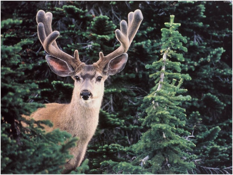 [WillyStoner Scans - Wildlife] Mule Deer in velvet; DISPLAY FULL IMAGE.