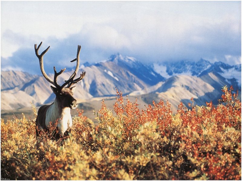 [WillyStoner Scans - Wildlife] Caribou; DISPLAY FULL IMAGE.