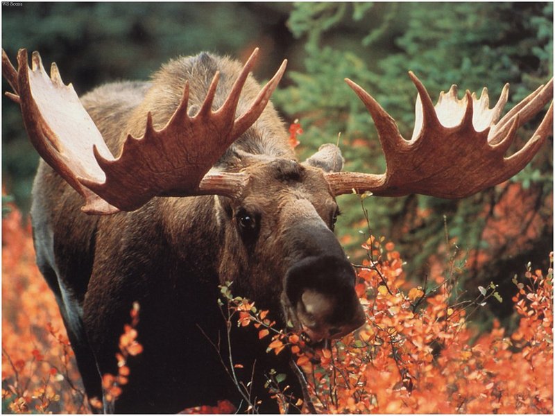 [WillyStoner Scans - Wildlife] Bull Moose; DISPLAY FULL IMAGE.