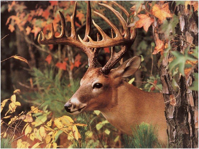 [WillyStoner Scans - Wildlife] Whitetail Deer; DISPLAY FULL IMAGE.