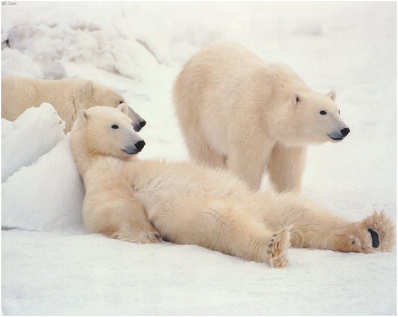 [WillyStoner Scans - Wildlife] Polar Bears; DISPLAY FULL IMAGE.