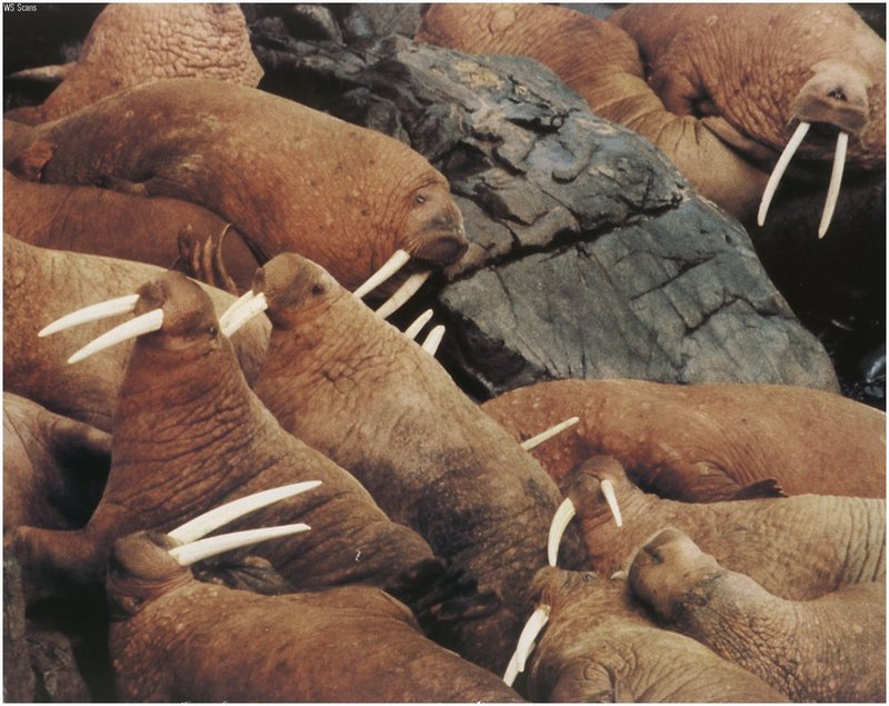 [WillyStoner Scans - Wildlife] Walrus; DISPLAY FULL IMAGE.