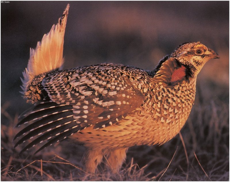 [WillyStoner Scans - Wildlife] Sharp-tailed Grouse; DISPLAY FULL IMAGE.