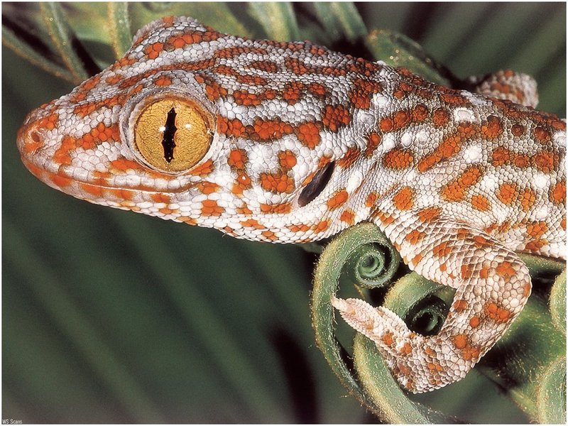 [WillyStoner Scans - Wildlife] Tokay Gecko; DISPLAY FULL IMAGE.