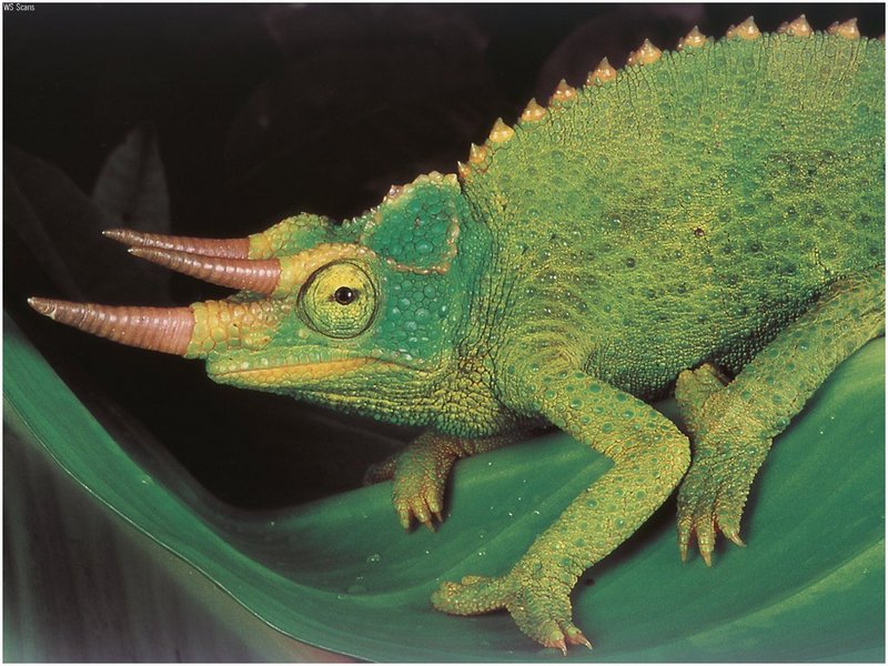 [WillyStoner Scans - Wildlife] Jackson's Chameleon; DISPLAY FULL IMAGE.