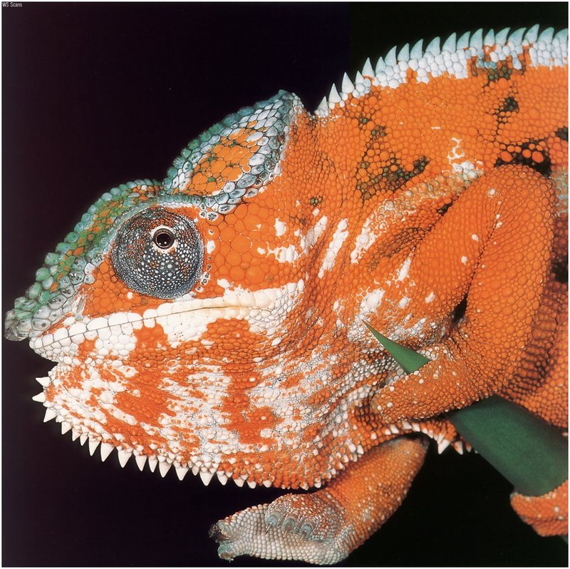 [WillyStoner Scans - Wildlife] Panther Chameleon; DISPLAY FULL IMAGE.