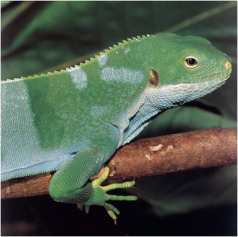 [WillyStoner Scans - Wildlife] Crested Iguana; DISPLAY FULL IMAGE.