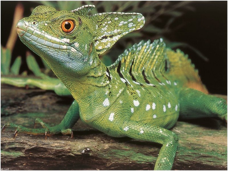 [WillyStoner Scans - Wildlife] Double-crested Basilisk; DISPLAY FULL IMAGE.