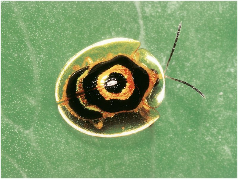 [WillyStoner Scans - Wildlife] Target Tortoise Beetle; DISPLAY FULL IMAGE.