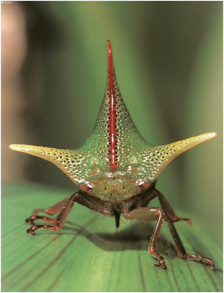 [WillyStoner Scans - Wildlife] Treehopper; DISPLAY FULL IMAGE.