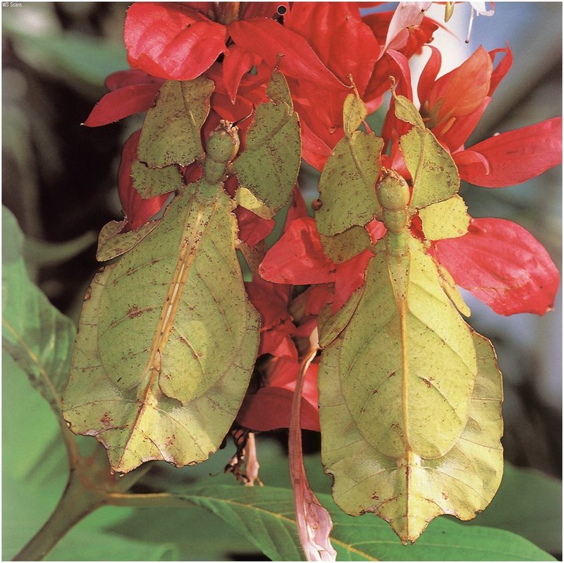 [WillyStoner Scans - Wildlife] Leaf Insect (Walking Leaves); DISPLAY FULL IMAGE.