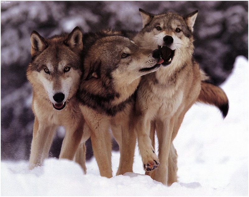 [WillyStoner Scans - Wildlife] Gray Wolf; DISPLAY FULL IMAGE.