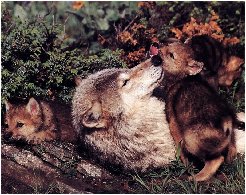 [WillyStoner Scans - Wildlife] Gray Wolf; DISPLAY FULL IMAGE.