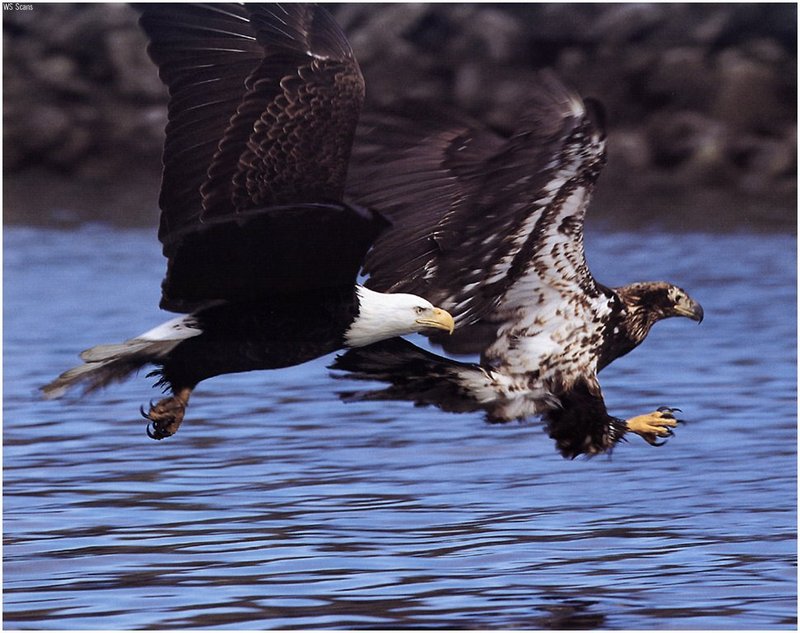 [WillyStoner Scans - Wildlife] Bald Eagle; DISPLAY FULL IMAGE.