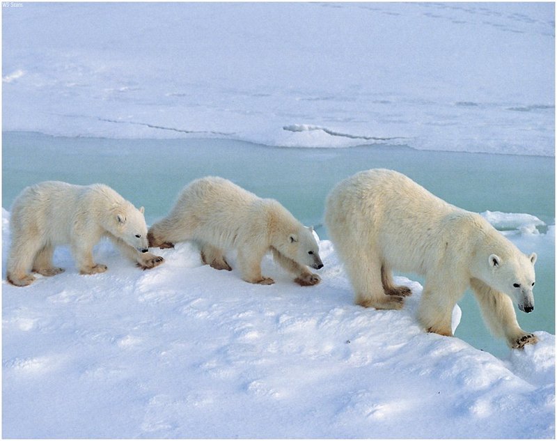 [WillyStoner Scans - Wildlife] Polar Bear; DISPLAY FULL IMAGE.