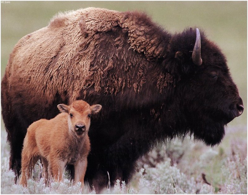 [WillyStoner Scans - Wildlife] American Bison; DISPLAY FULL IMAGE.