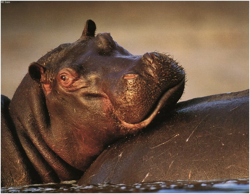 [WillyStoner Scans - Wildlife] Hippopotamus; DISPLAY FULL IMAGE.