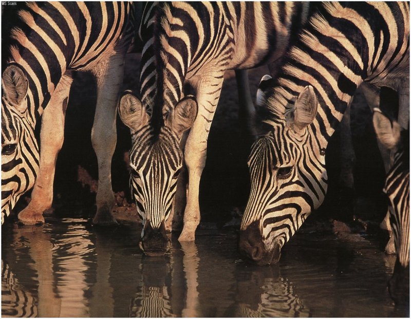 [WillyStoner Scans - Wildlife] Zebras; DISPLAY FULL IMAGE.