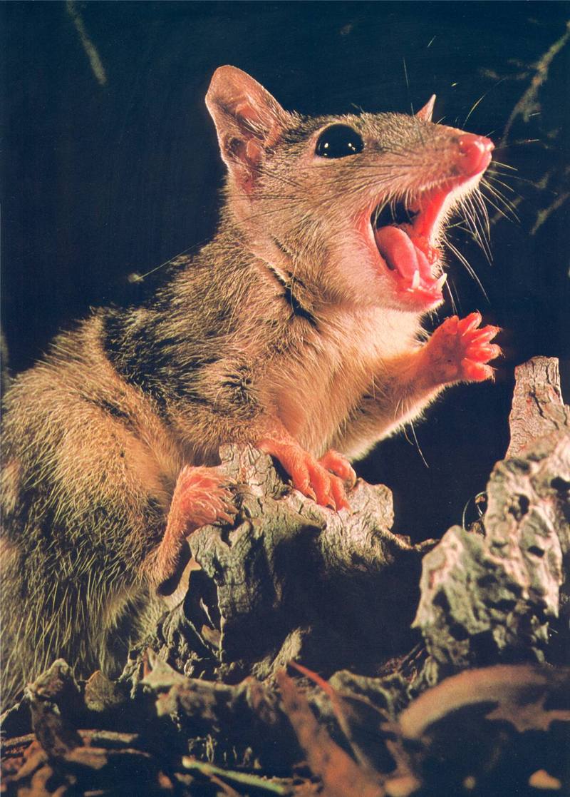 Northern Quoll (Dasyurus hallucatus); DISPLAY FULL IMAGE.