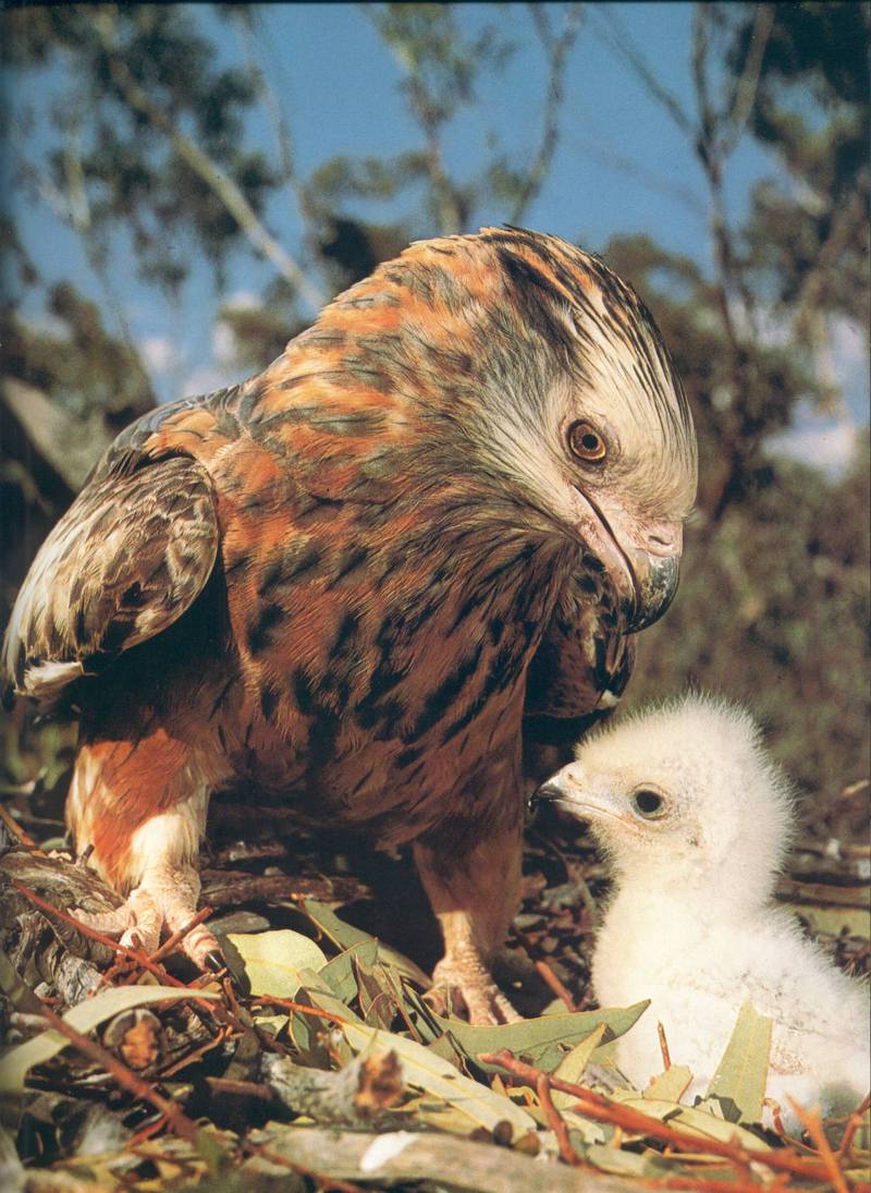 Square-tailed Kite and chick on nest (Lophoictinia isura); DISPLAY FULL IMAGE.