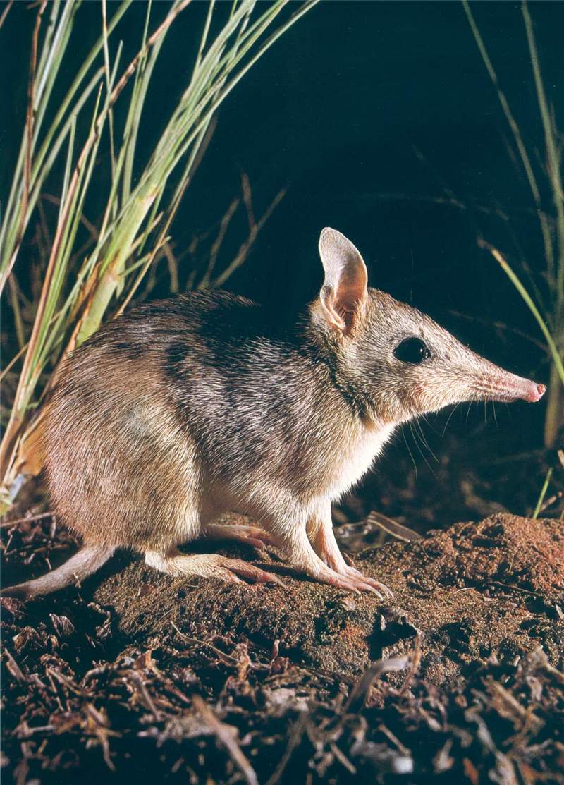 Eastern Barred Bandicoot (Perameles gunnii); DISPLAY FULL IMAGE.