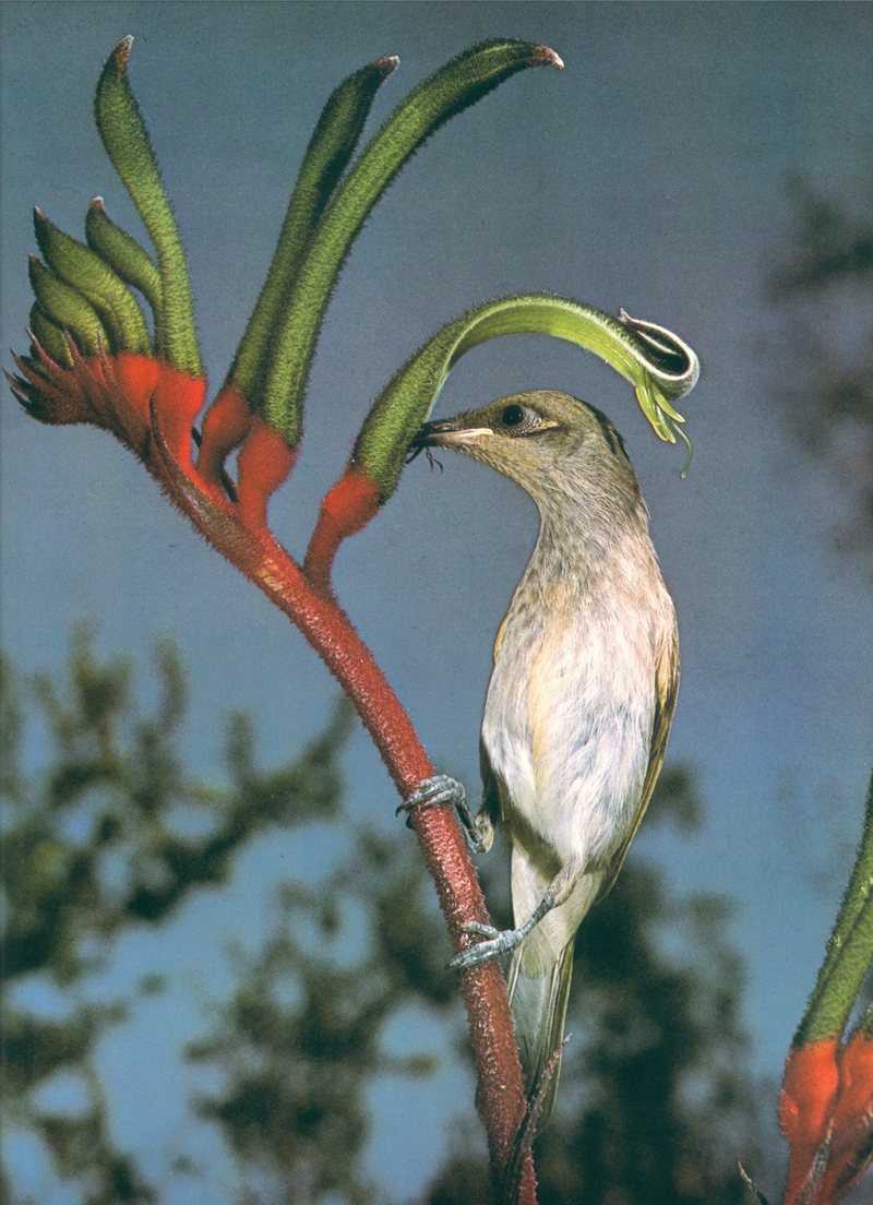 Brown Honeyeater on a Kangaroo Paw; DISPLAY FULL IMAGE.