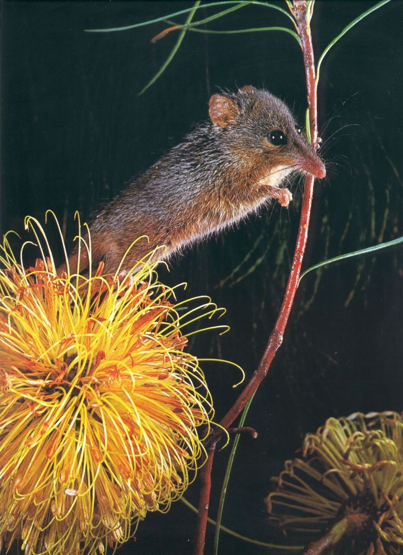 Honey Possum; DISPLAY FULL IMAGE.