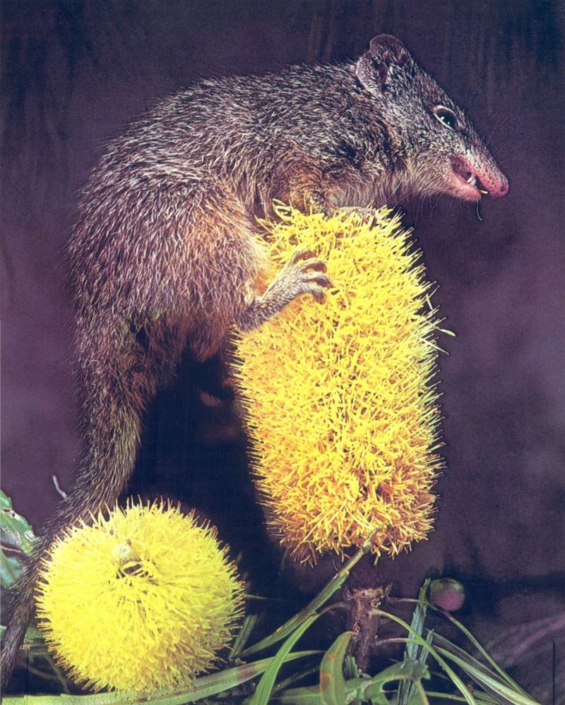 Dibbler (Parantechinus sp.); DISPLAY FULL IMAGE.