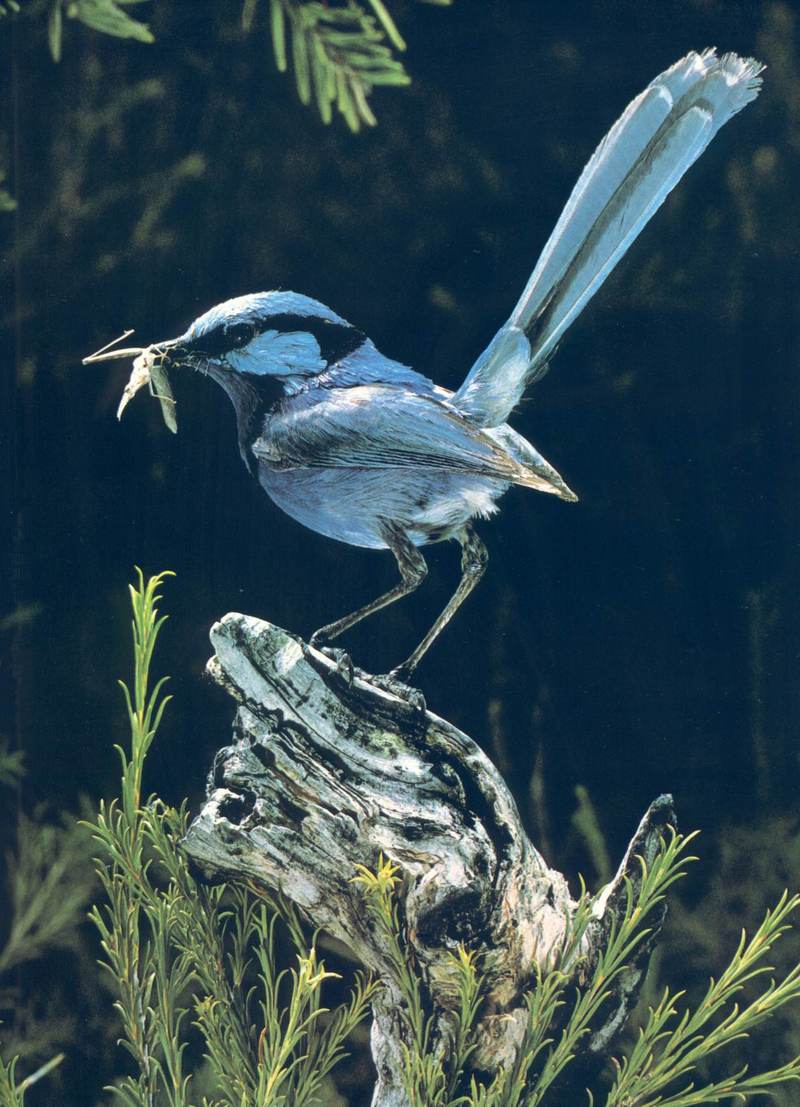 Splendid Wren; DISPLAY FULL IMAGE.