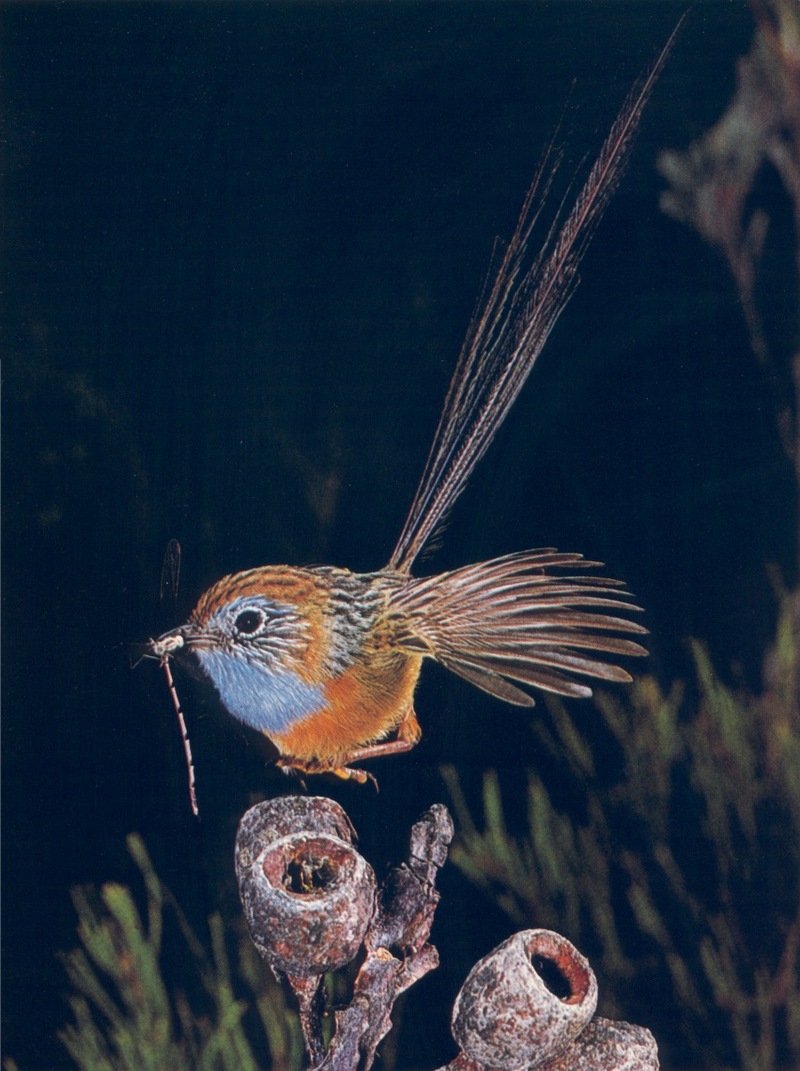 Emu-wren; DISPLAY FULL IMAGE.