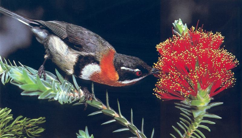 Spinebill Honeyeater (male); DISPLAY FULL IMAGE.
