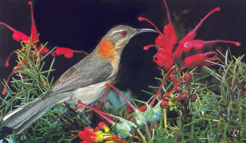 Spinebill Honeyeater (female); DISPLAY FULL IMAGE.