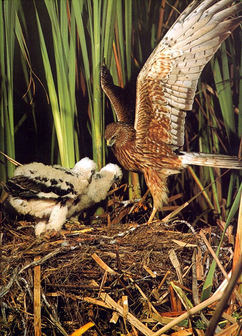 Swamp Harrier; DISPLAY FULL IMAGE.