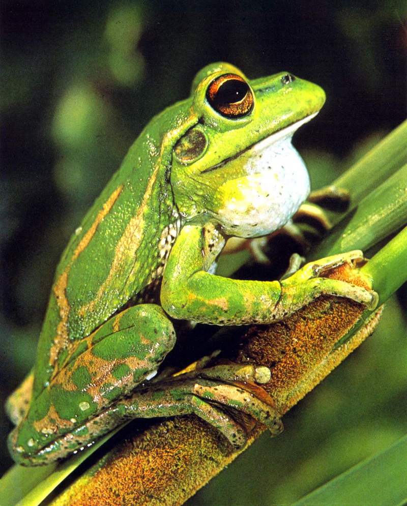 Green and Golden Bell Frog (Litoria aurea) {!--초록황금종개구리(호주)-->; DISPLAY FULL IMAGE.