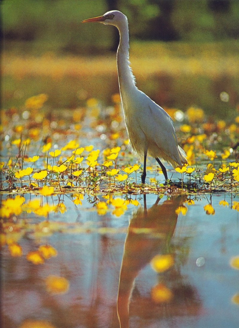 Plumed Egret; DISPLAY FULL IMAGE.