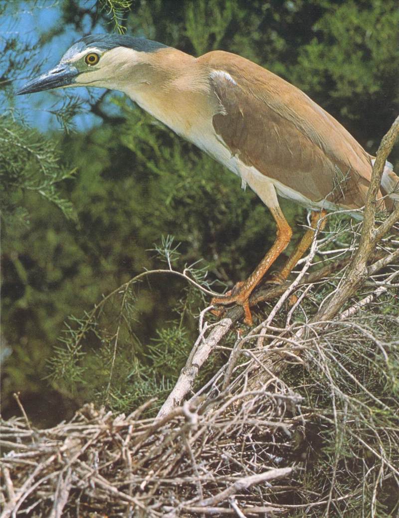 Nankeen Night-heron (Nycticorax caledonicus); DISPLAY FULL IMAGE.