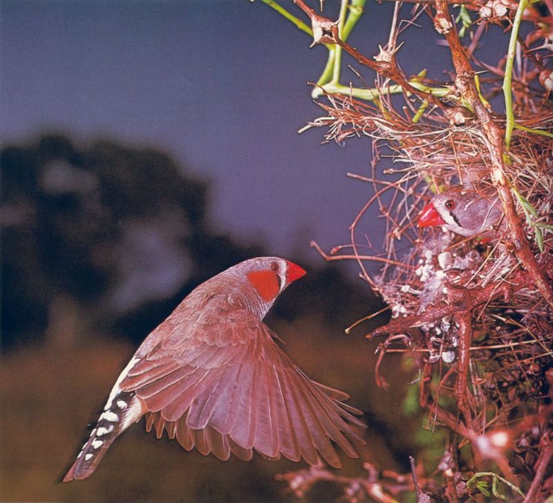 Zebra Finch; DISPLAY FULL IMAGE.
