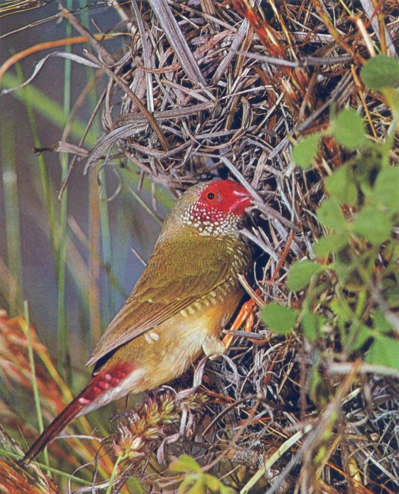 Star Finch, Neochmia ruficauda; DISPLAY FULL IMAGE.