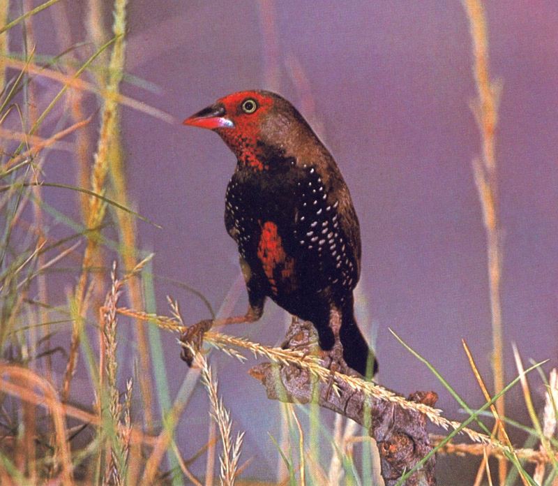 Painted Firetail, Emblema pictum; DISPLAY FULL IMAGE.