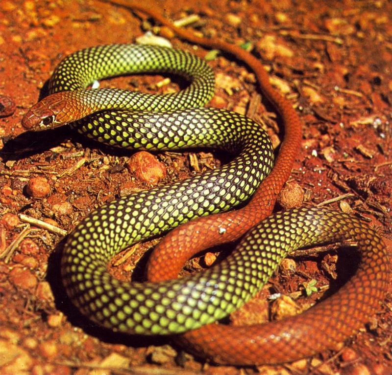 Yellow-faced Whipsnake (Demansia psammophis); DISPLAY FULL IMAGE.