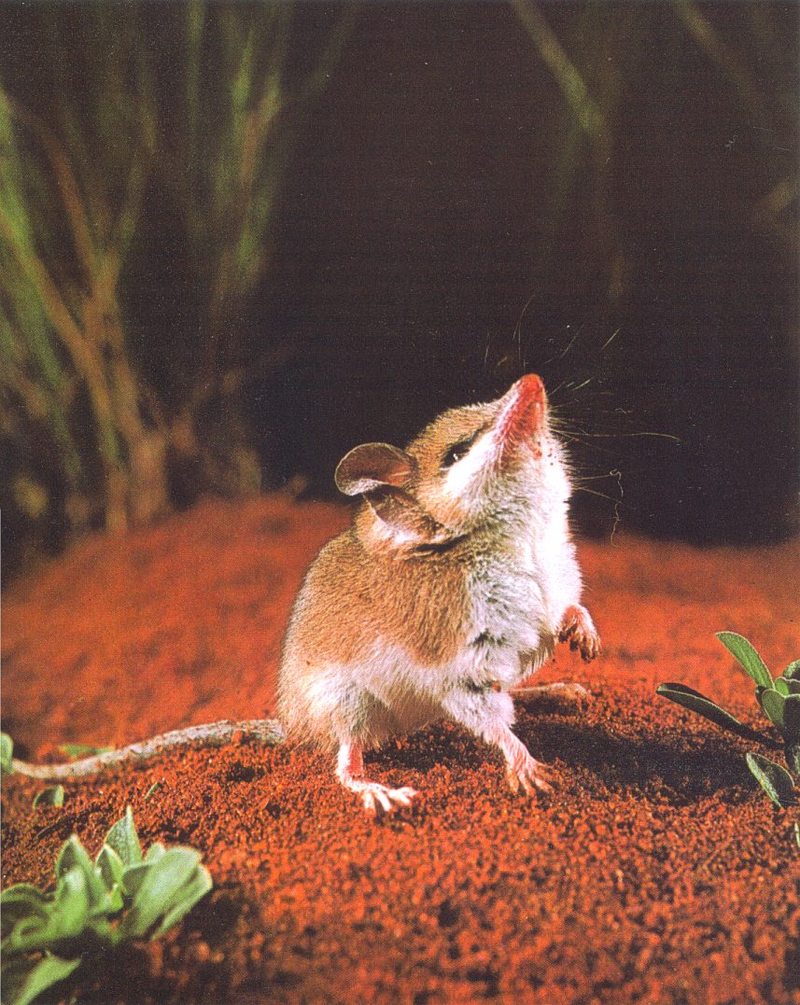 Dunnart (Sminthopsis sp.); DISPLAY FULL IMAGE.