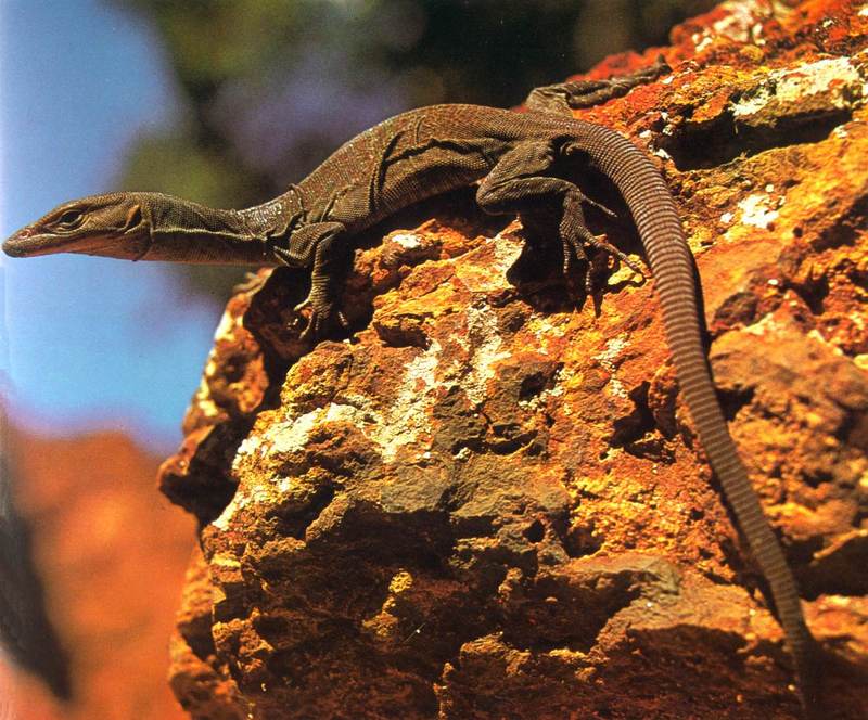 Black-headed Monitor  (Varanus tristis); DISPLAY FULL IMAGE.