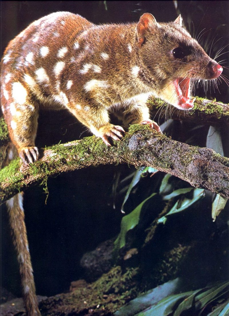 Spotted-tailed Quoll (Dasyurus maculatus); DISPLAY FULL IMAGE.